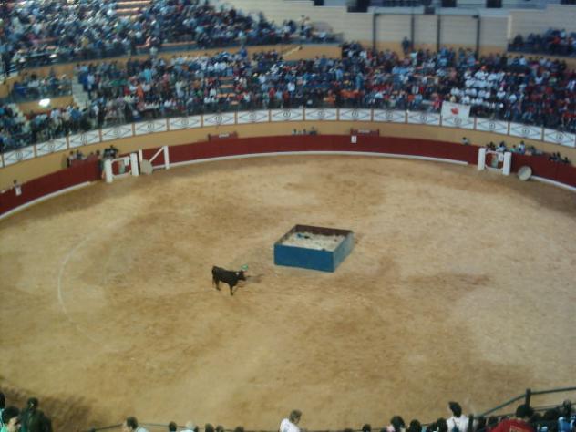 vaquillas